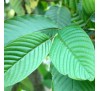 Кратом Гонконг Зелений (5 г) / Mitragyna Speciosa (Kratom Honkong Green)