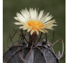 Астрофитум Козерог Снежный (3 шт.) / Astrophytum Capricorne v. Niveum