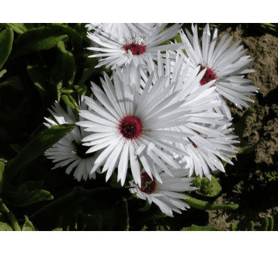 Мезембриантемум Белый (10 шт.) / Mesembryanthemum Criniflorum