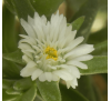 Мезембріантемум Білий (10 шт.) / Mesembryanthemum Criniflorum