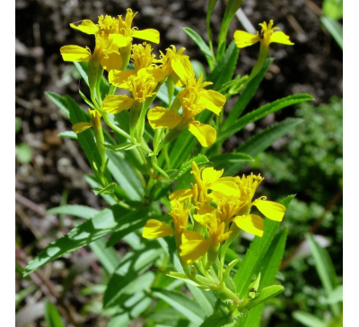 Естрагон / Тархун (30 шт.) / Artemisia Dracunculus