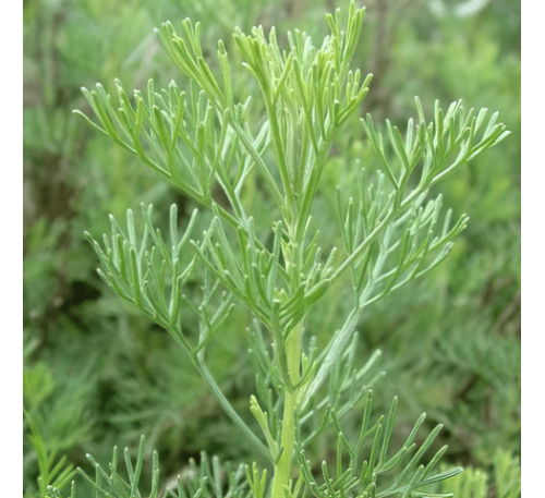 Полынь божье дерево (20 шт.) / Artemisia abrotanum