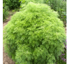 Полин боже дерево (20 шт.) / Artemisia abrotanum