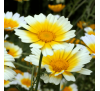 Хризантема овочева (20 шт.) / Chrysanthemum coronarium