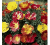 Ешшольція Каліфорнійська "Махровий мікс" (40 шт.) Eschscholzia Californica Terry Flower