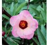 Суданська троянда / Каркаде (пелюстки 10 г) / Hibiscus sabdariffa