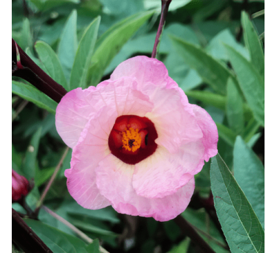 Суданская роза / Каркаде (лепестки 10 г) / Hibiscus sabdariffa