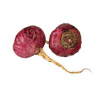 Мака перуанська червона (5 шт.) / Lepidium Peruvian Red