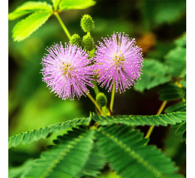 Мимоза стыдливая (5 шт.) двигает листиками от прикосновения! / Mimosa pudica