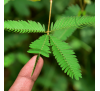 Мімоза сором'язлива (5 шт.) рухає листочками від дотику! / Mimosa pudica