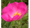 Троянда кримська чайна (10 г) / Rosa gallica