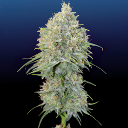 Клейка Горила (Auto.Fem.) 1 шт. / Gorilla Glue 2025