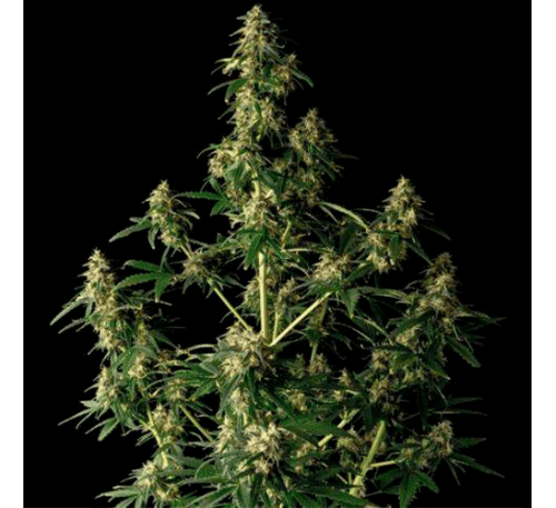 КБГ Спокій (Auto. Fem.)  1 шт. / CBG Relief / 2025