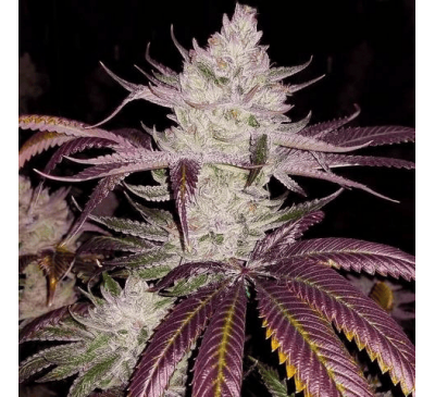 Печиво Гьорлскаутів (Auto.Fem.) 1 шт. / Girl Scout Cookies 2025