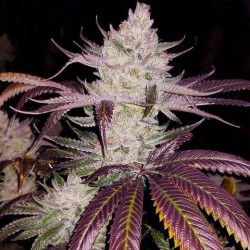 Печиво Гьорлскаутів (Auto.Fem.) 1 шт. / Girl Scout Cookies 2025