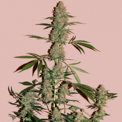 Ґашерс (Auto. Fem.) 1 шт. / Gushers