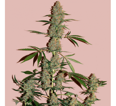Ґашерс (Auto. Fem.) 1 шт. / Gushers