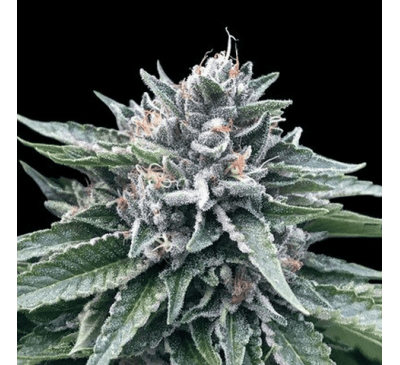 Найманий вбивця (Auto.Fem.) 1 шт. / Hitman 2026