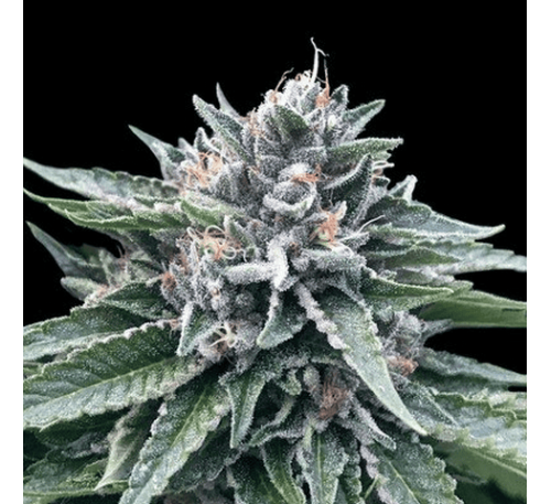 Найманий вбивця (Auto.Fem.) 1 шт. / Hitman 2026