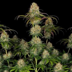 СР-71 (Photo.Fem.) 1 шт. / SR-71 2026