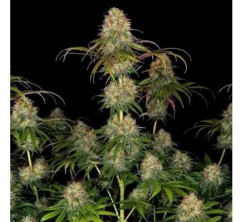 СР-71 (Photo.Fem.) 1 шт. / SR-71 2026