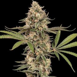 Молочні пластівці (Photo.fem.) 1 шт. / Cereal Milk 2026