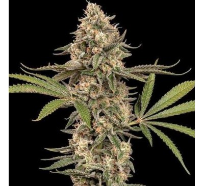 Молочні пластівці (Photo.fem.) 1 шт. / Cereal Milk 2026