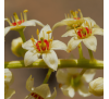 Ладан (смола) + натуральний ароматизатор Герань (5 г) / Boswellia sacra