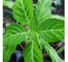 Шавлія Віщунів (листя 1 г) / Salvia Divinorum